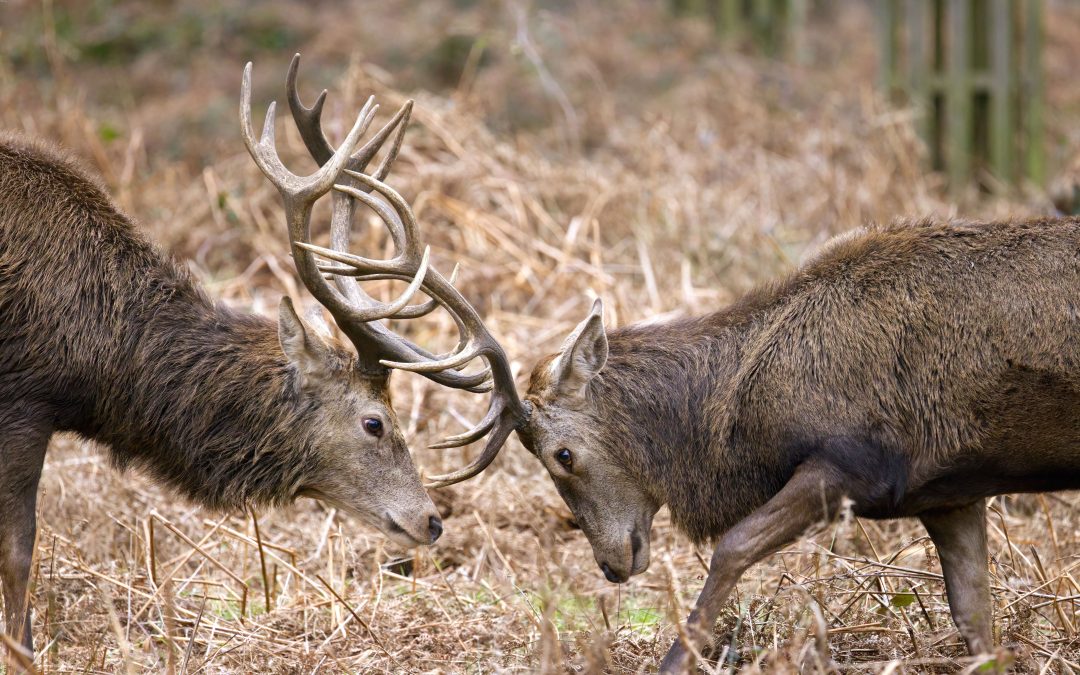 Defensive Ad Strategies That Will Save You Thousands